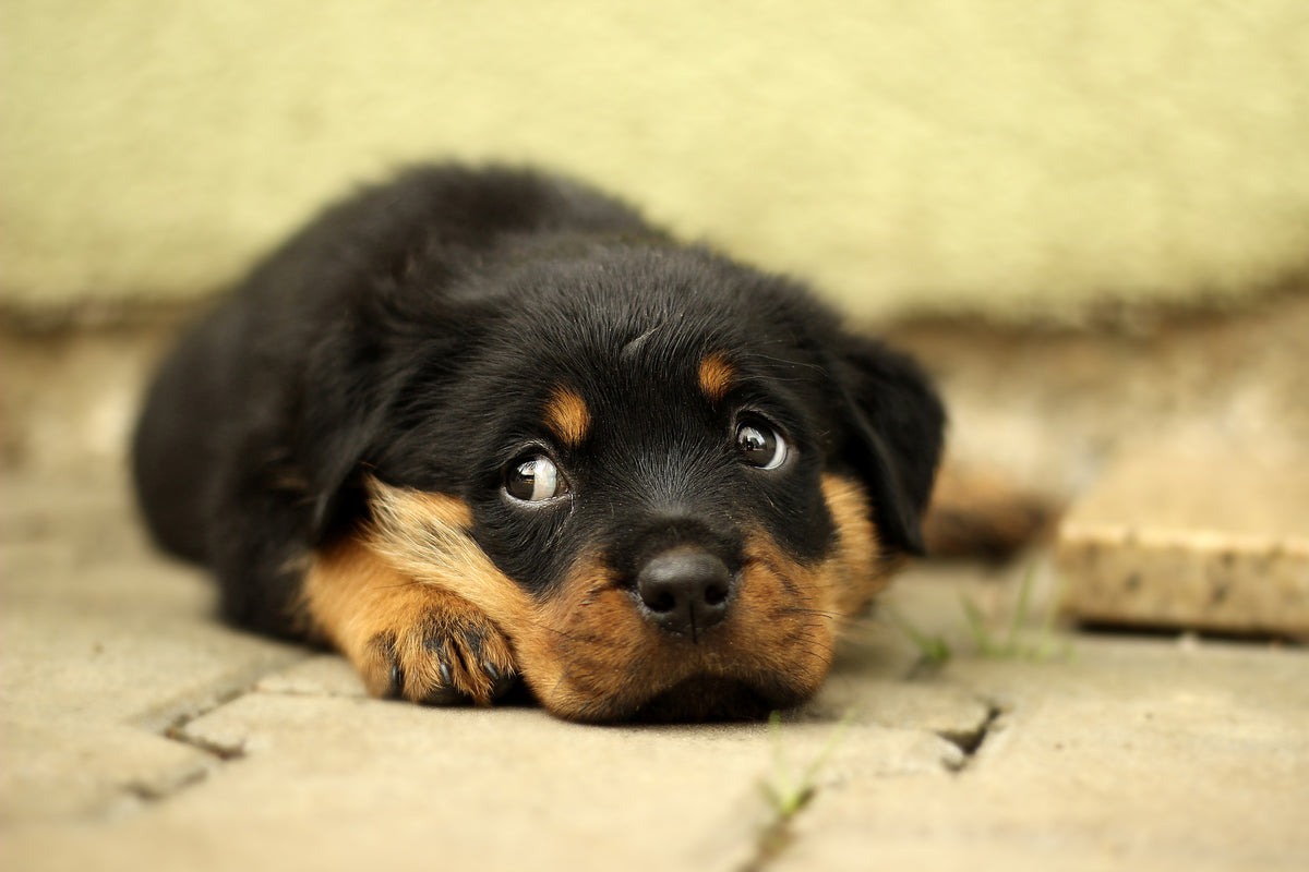 canvas-print-sweet-rottweiler-puppy
