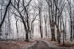 framedposter-print-wintry-forest