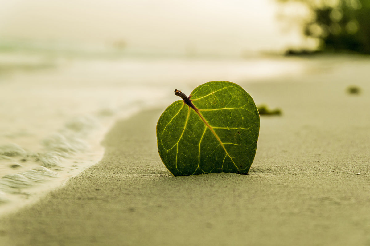 framedcanvas-print-beach-leaf