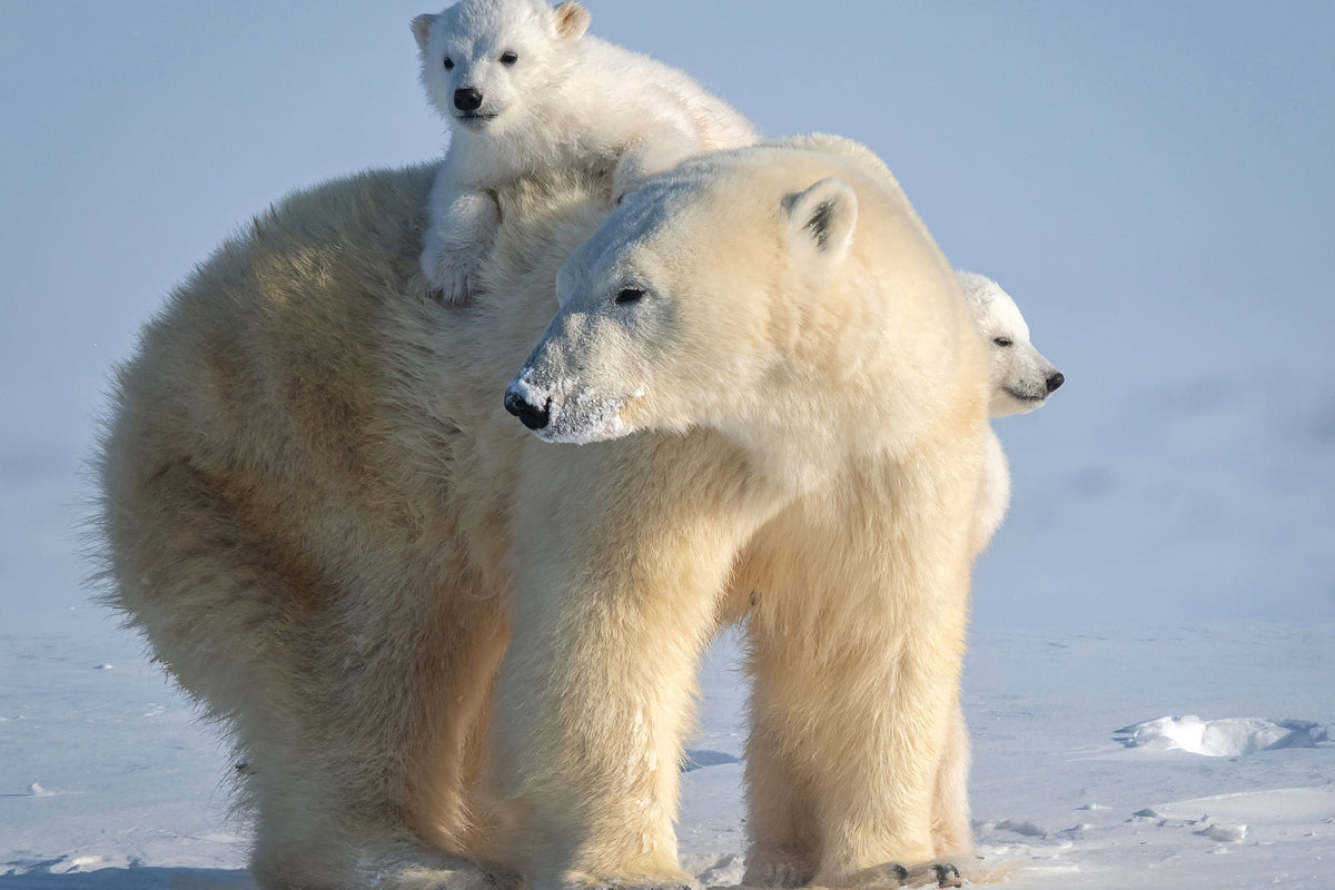 canvas-print-mischievous-little-polar-bear-x