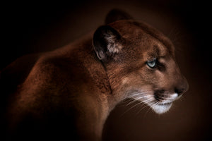 poster-print-puma