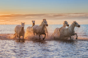 canvas-print-camargue-horses-ii-x
