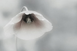 canvas-print-ephemeral-beauty-ii