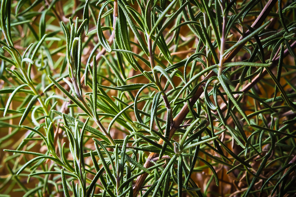 3-piece-acrylic-print-rosemary-xxl