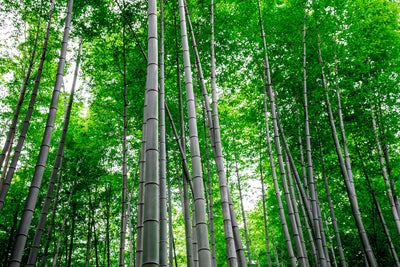 poster-print-bamboo-forest