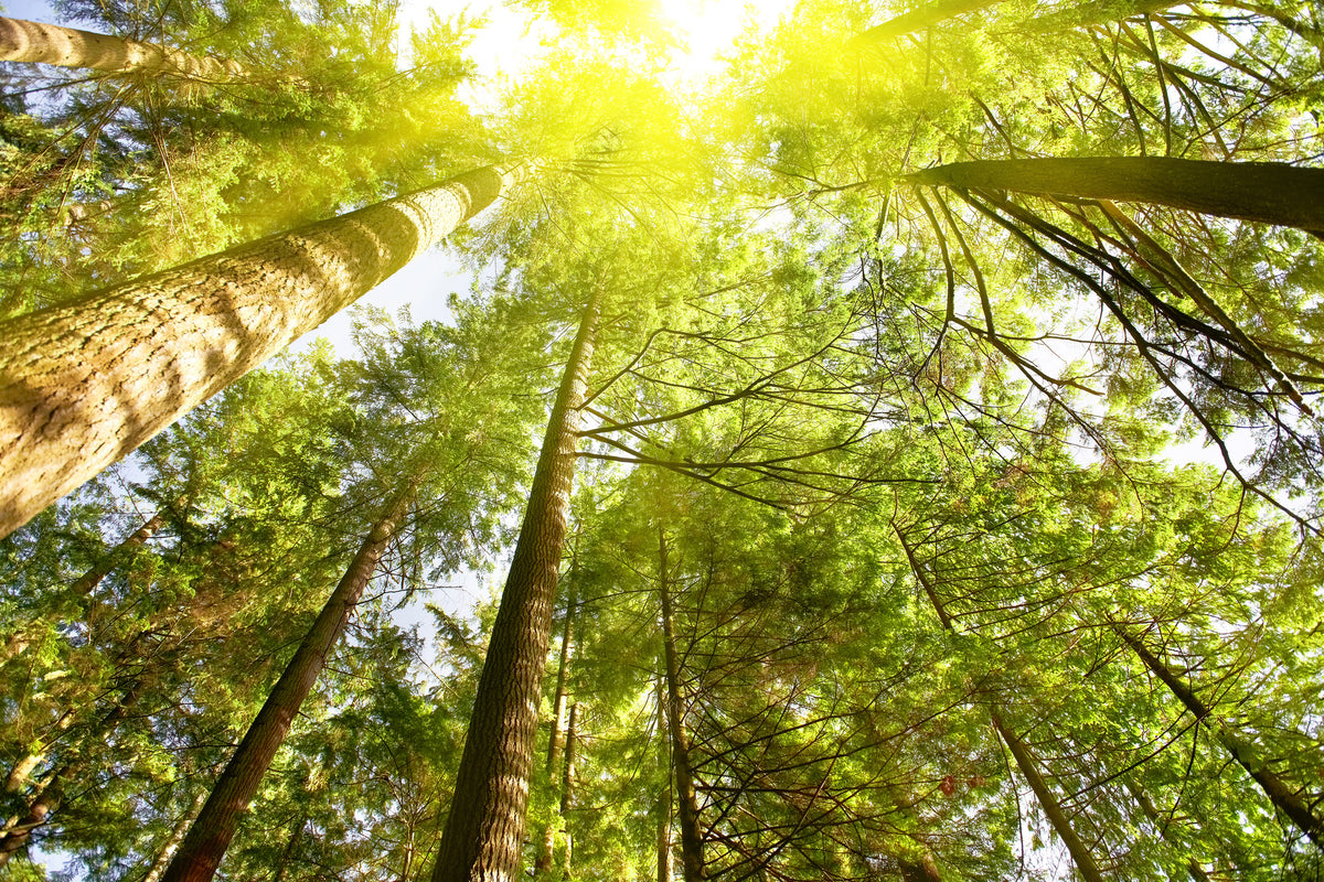 3-piece-aluminium-print-treetops-in-the-sun