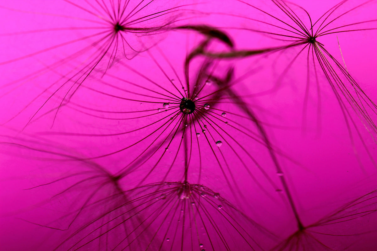 3-piece-aluminium-print-dandelion-in-pink