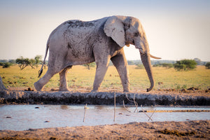 aluminium-print-elephant-in-the-nature