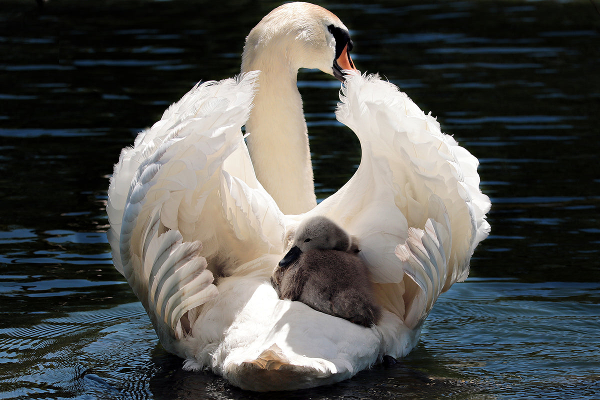 3-piece-aluminium-print-mom-and-baby-swan