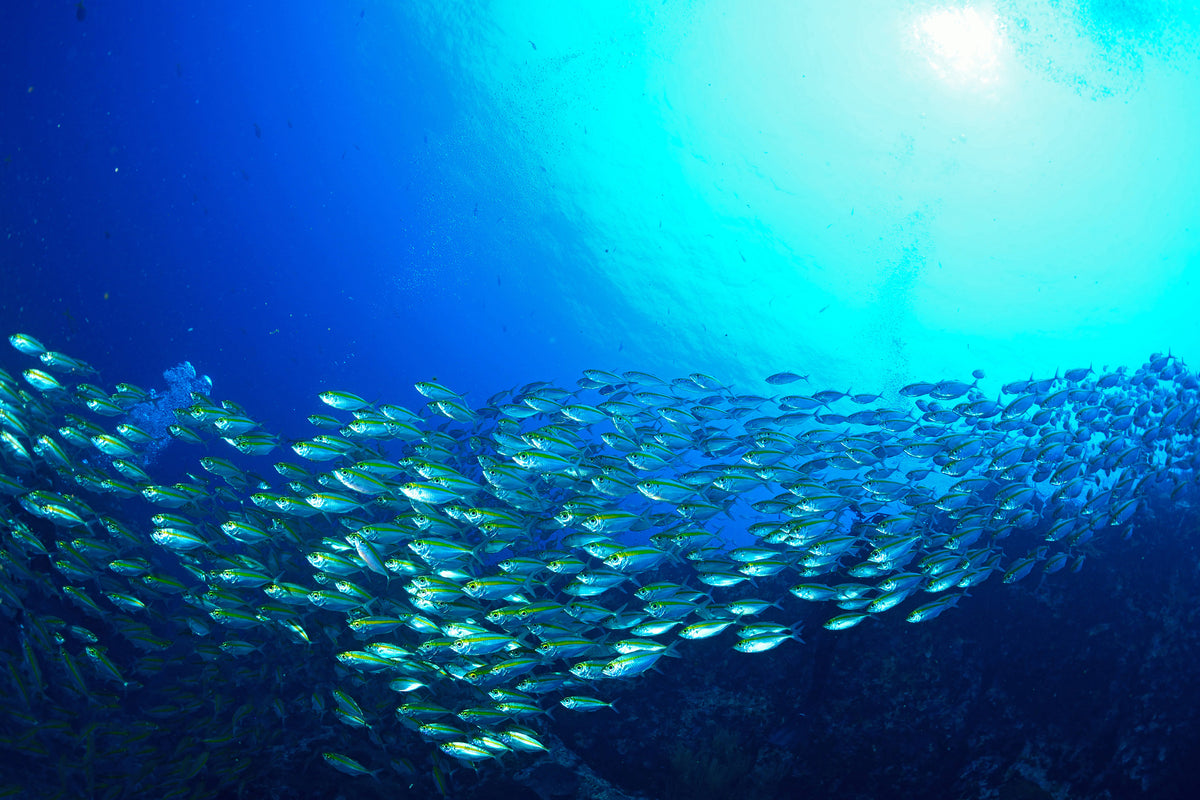 canvas-print-shoal-of-fish