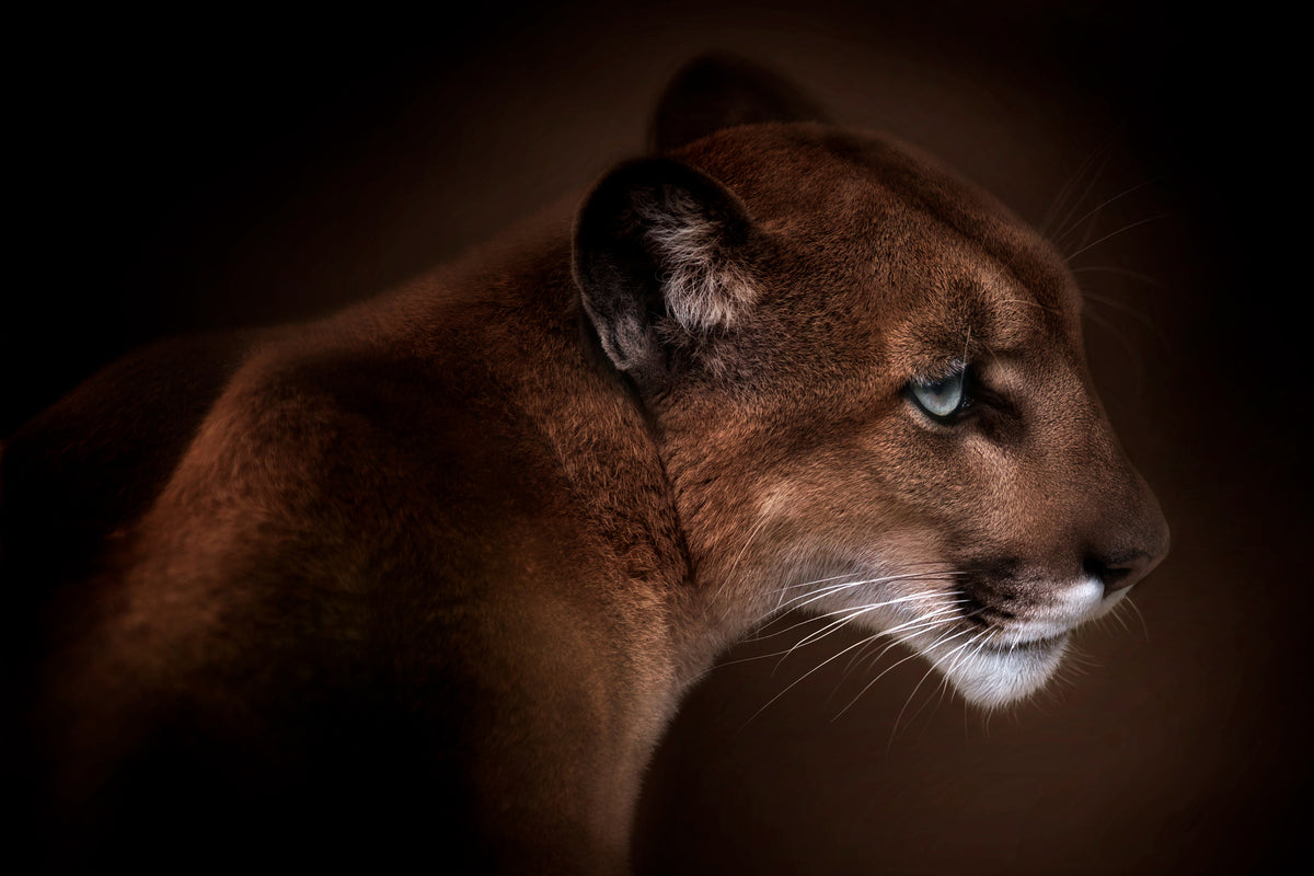 acrylic-print-puma