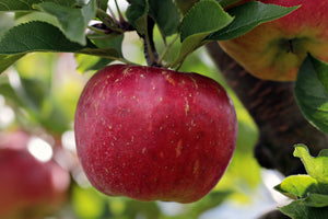 framedcanvas-print-apple-in-xxl