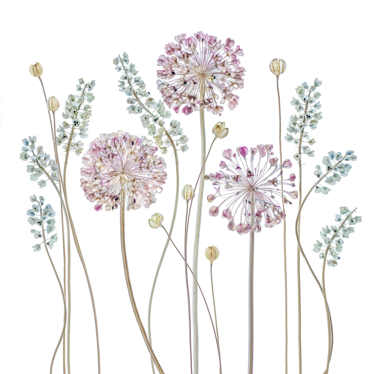 canvas-print-allium-a
