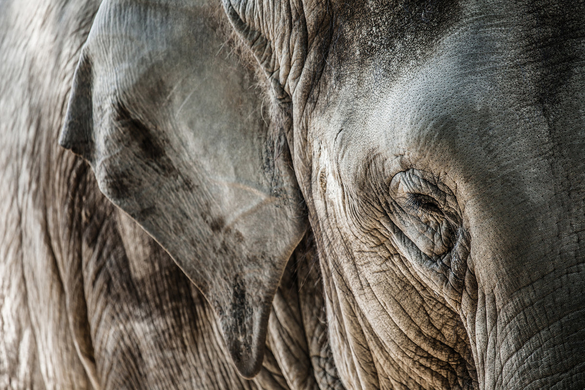 3-piece-acrylic-print-close-up-elephant