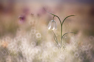 framedposter-print-albino-x