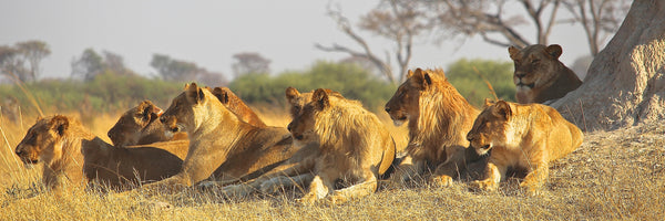 panoramic-acrylic-print-lion-family-panorama