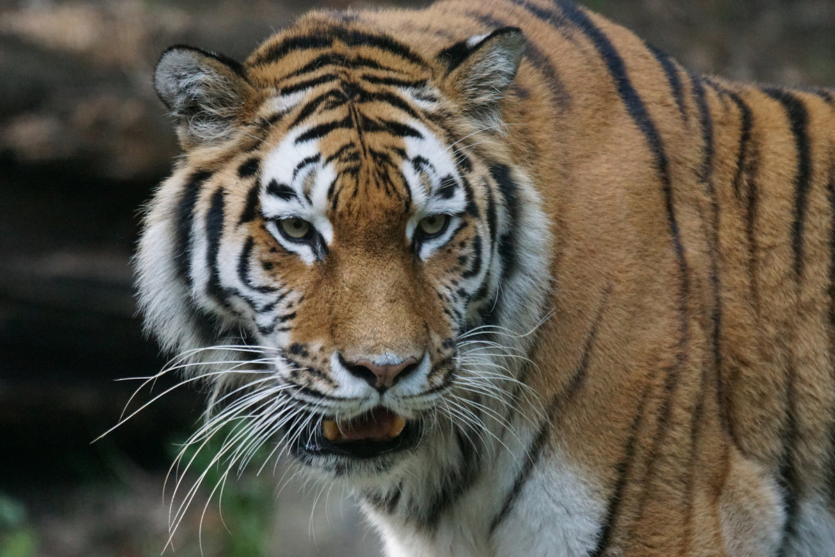 acrylic-print-xl-tiger