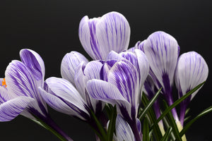modern-3-piece-canvas-print-the-crocus