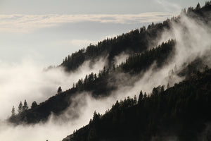 3-piece-aluminium-print-fog-in-the-woods