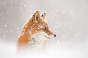 canvas-print-snow-is-fallingab-x