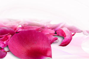 poster-print-rose-petals-in-pink-iii