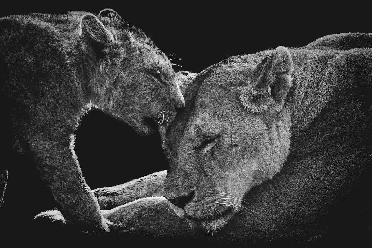 aluminium-print-lion-family-x