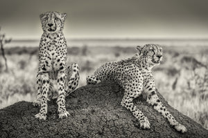 framedposter-print-two-cheetahs-watching-out