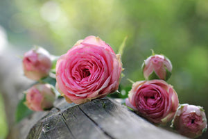 modern-3-piece-aluminium-print-bush-roses