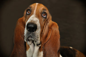 acrylic-print-typical-basset