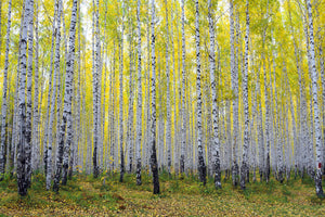 3-piece-acrylic-print-autumnal-birch-forest