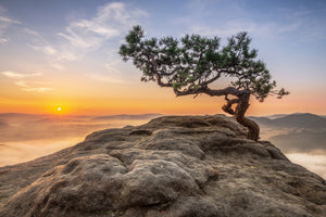 framedposter-print-old-pine-xqy
