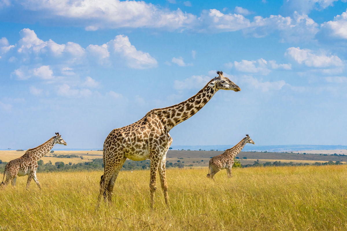 framedcanvas-print-trio-giraffes-x