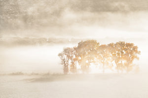 aluminium-print-autumn-dreams
