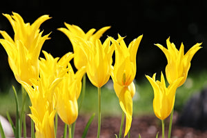 canvas-print-yellow-tulips-in-the-nature