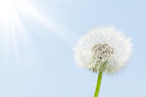 canvas-print-dandelion-in-sunbeam