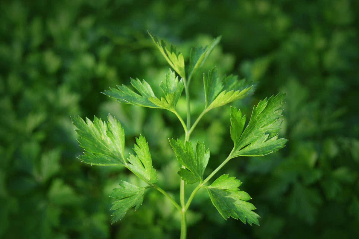 framedposter-print-fresh-parsley
