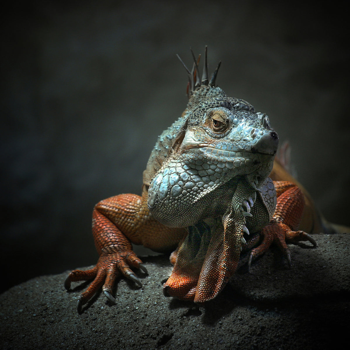 poster-print-i-am-the-king-who-else
