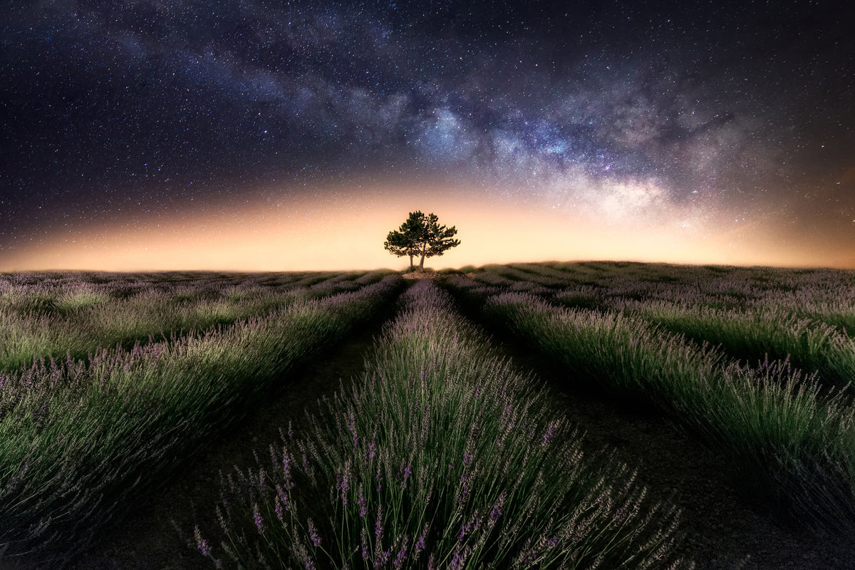 canvas-print-lavender-way