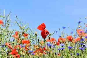 canvas-print-the-poppy-in-the-flower-meadow