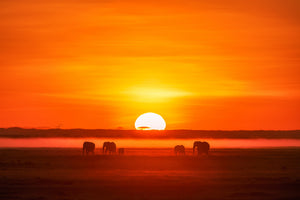 canvas-print-africa-impression-x