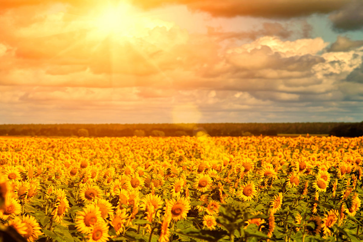 framedcanvas-print-golden-light-sunflower