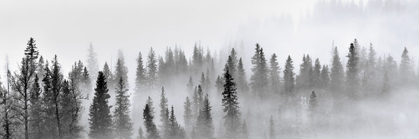 panoramic-3-piece-acrylic-print-foggy-forest-panorama