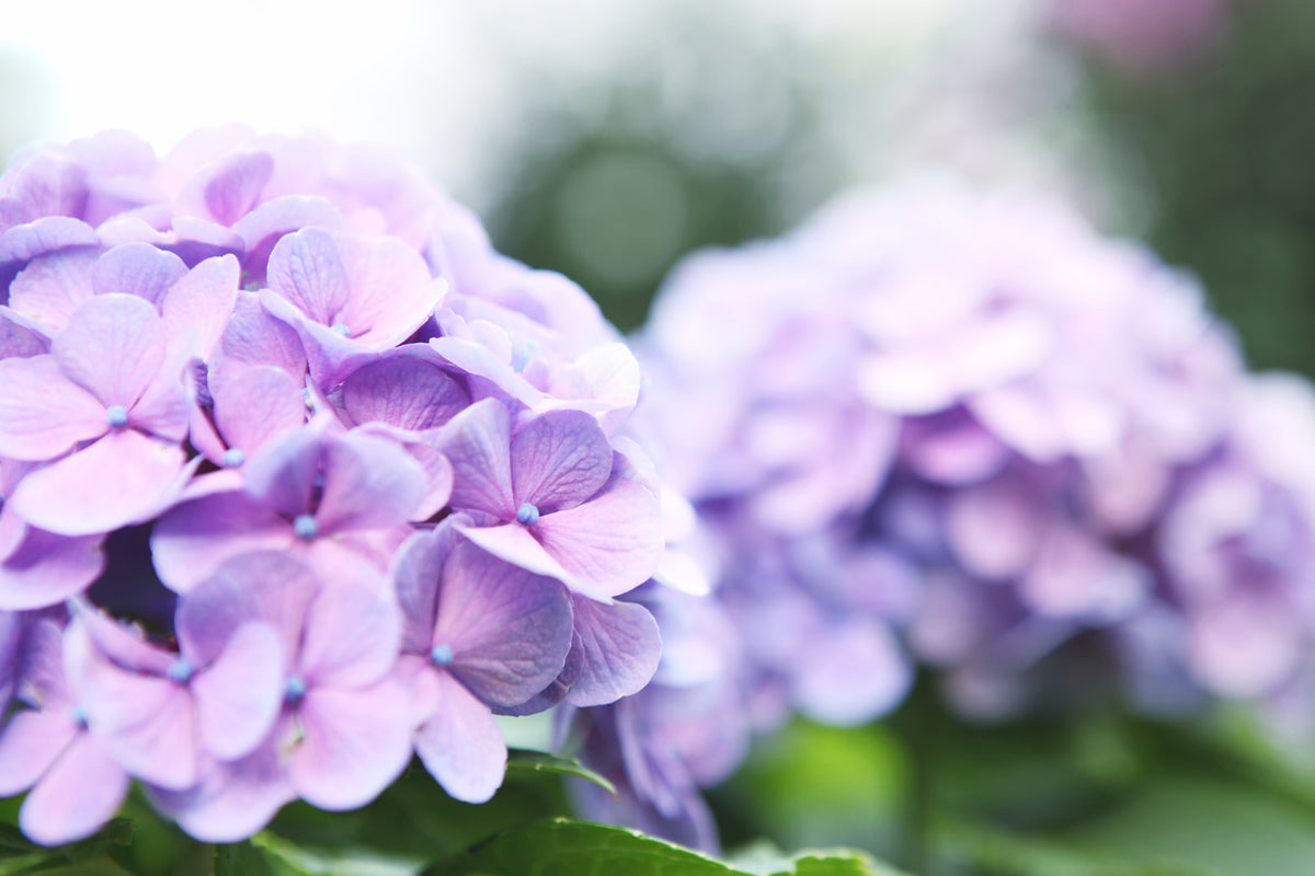 modern-3-piece-acrylic-print-hydrangeas