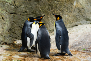 framedcanvas-print-king-penguins