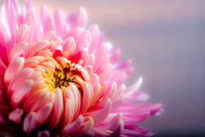 framedposter-print-macro-chrysanthemum