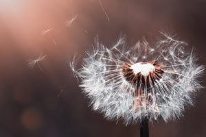 modern-3-piece-acrylic-print-dandelion-in-the-evening-light