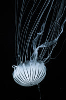 aluminium-print-beware-jellyfish