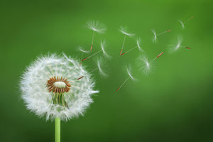 aluminium-print-dandelion-blowing-x