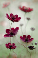 framedcanvas-print-cosmos-sway-x