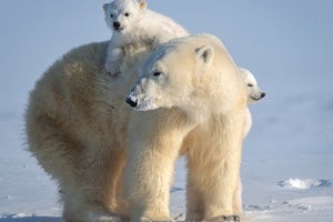 poster-print-mischievous-little-polar-bear-x